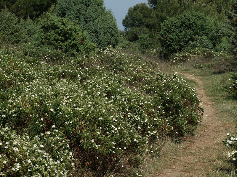 Cistus monspeliensis