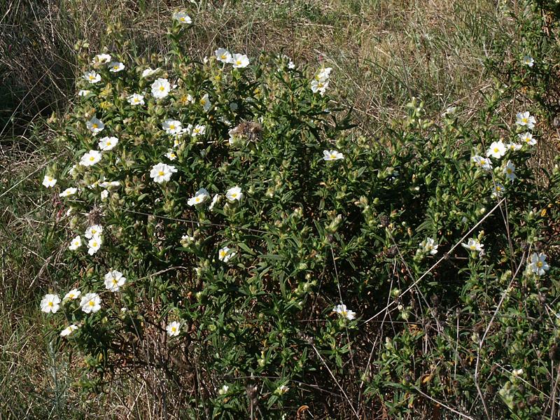 Cistus monspeliensis