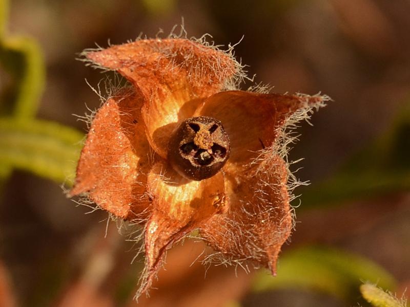 Cistus monspeliensis