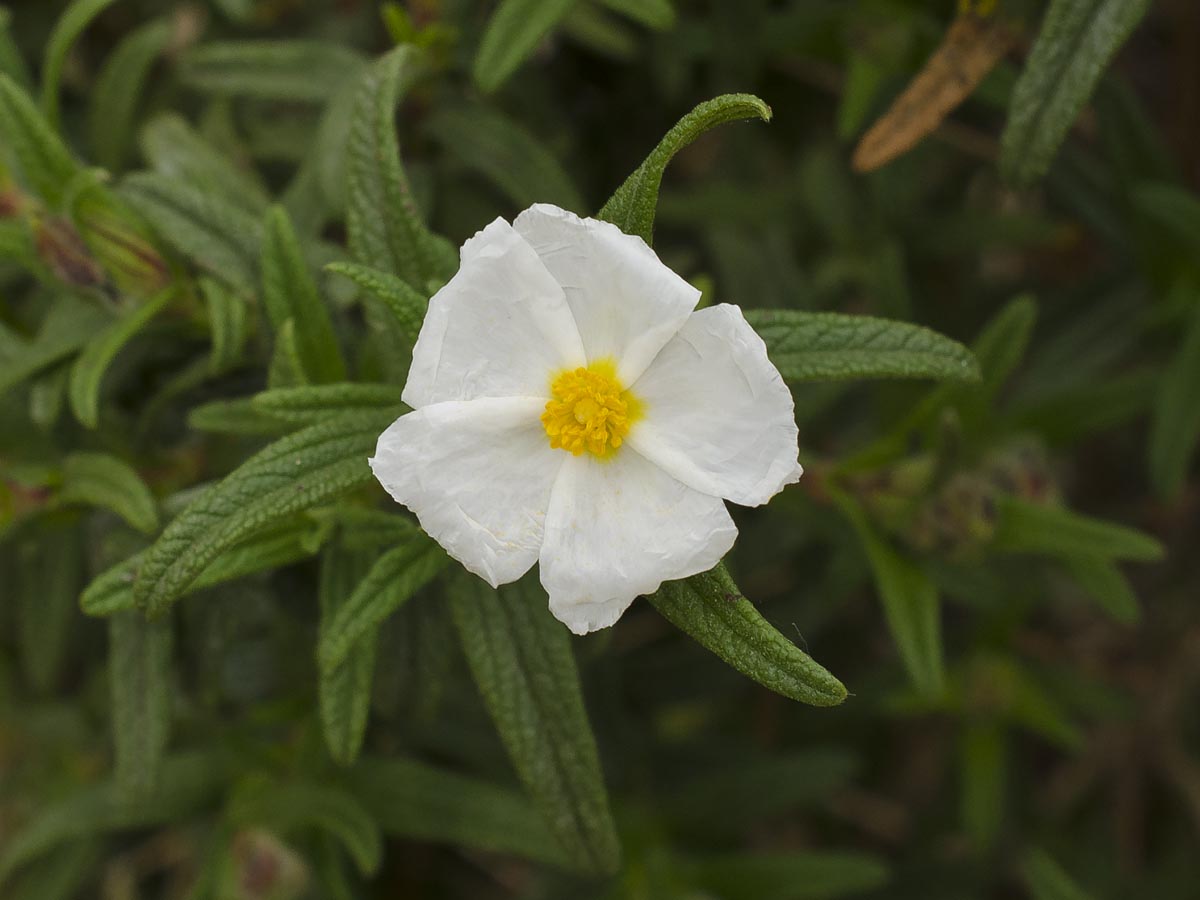 Cistus monspeliensis