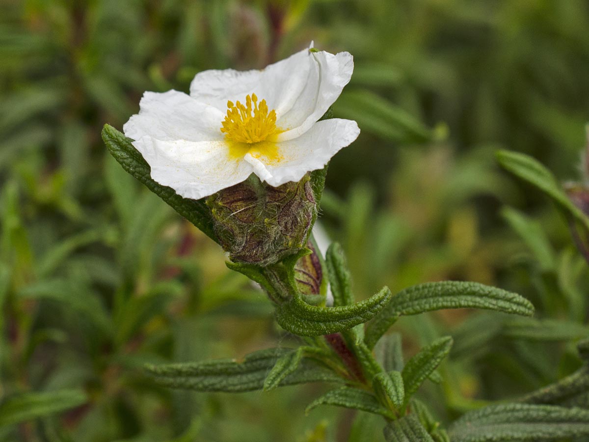 Cistus monspeliensis