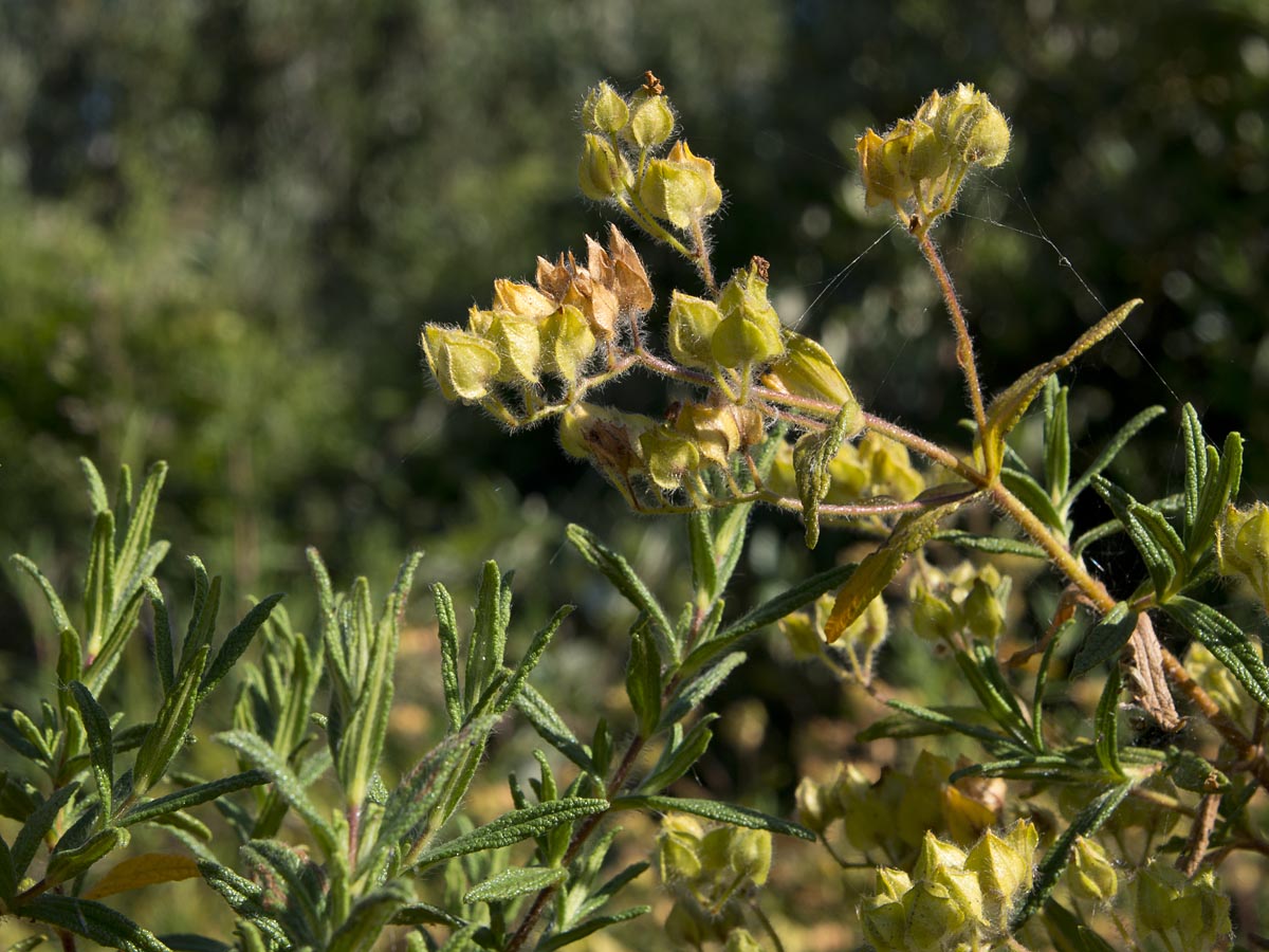 Cistus monspeliensis