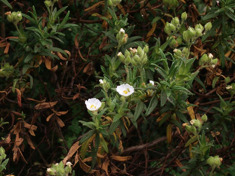 Cistus monspeliensis