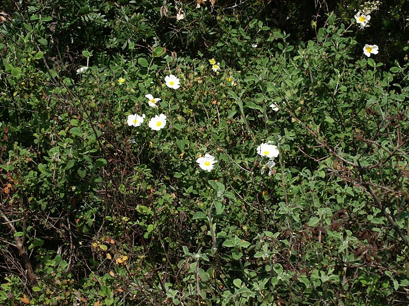 Cistus salviifolius