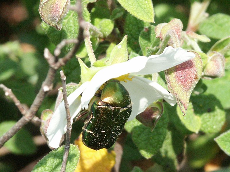 Cistus salviifolius