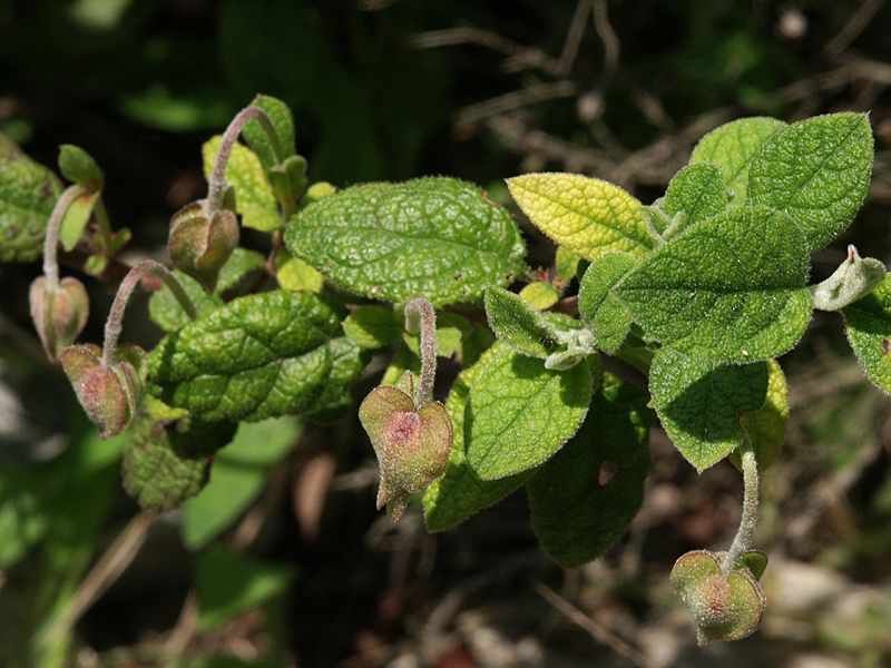 Cistus salviifolius