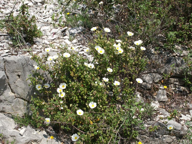 Cistus salviifolius