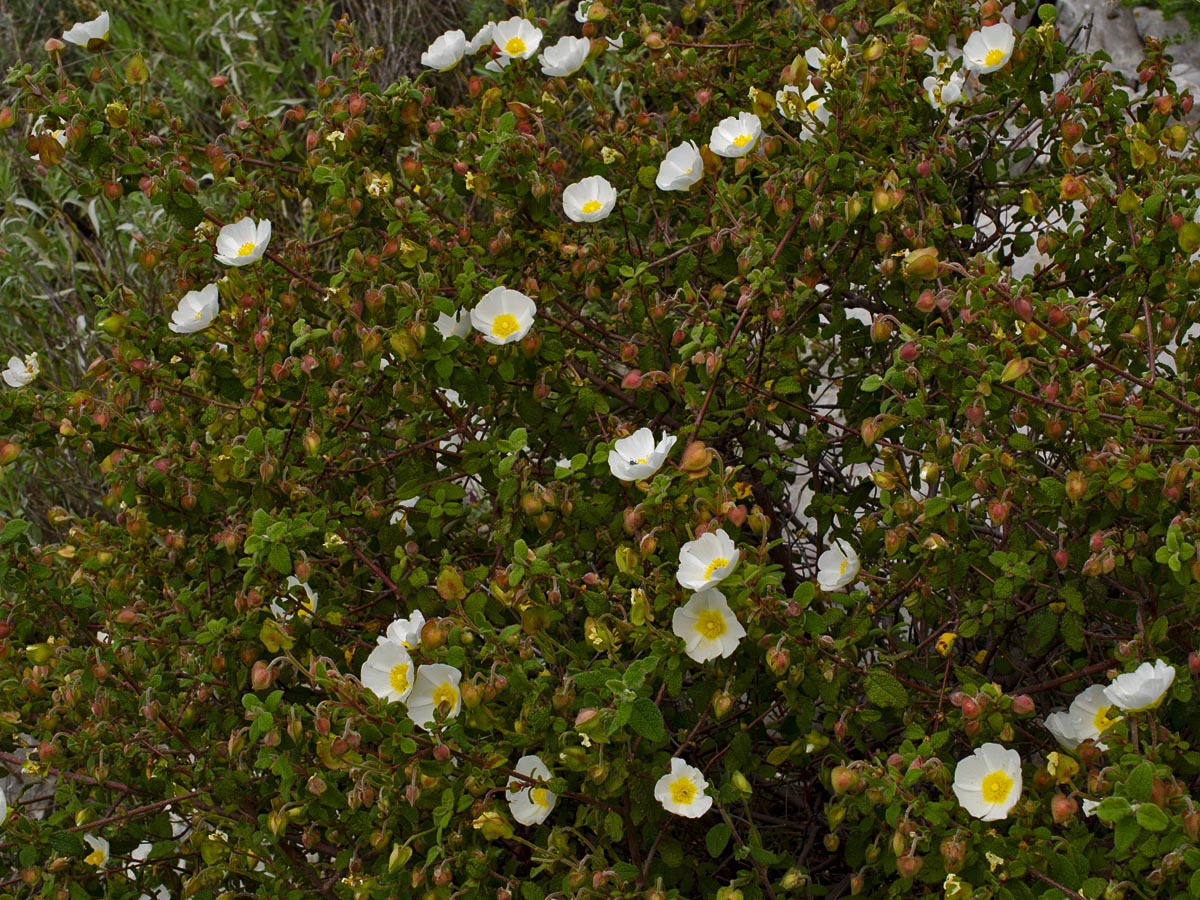 Cistus salviifolius