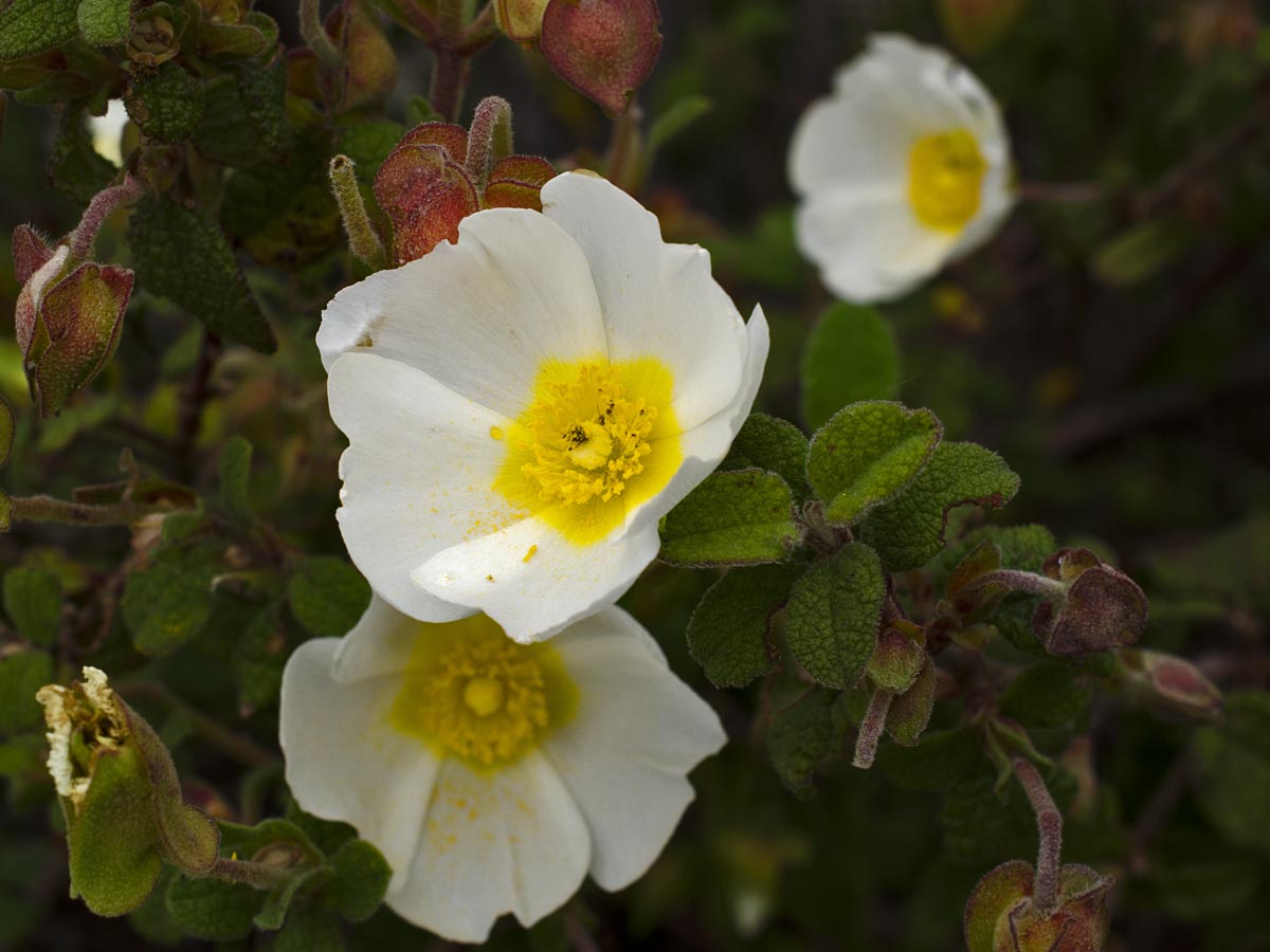 Cistus salviifolius