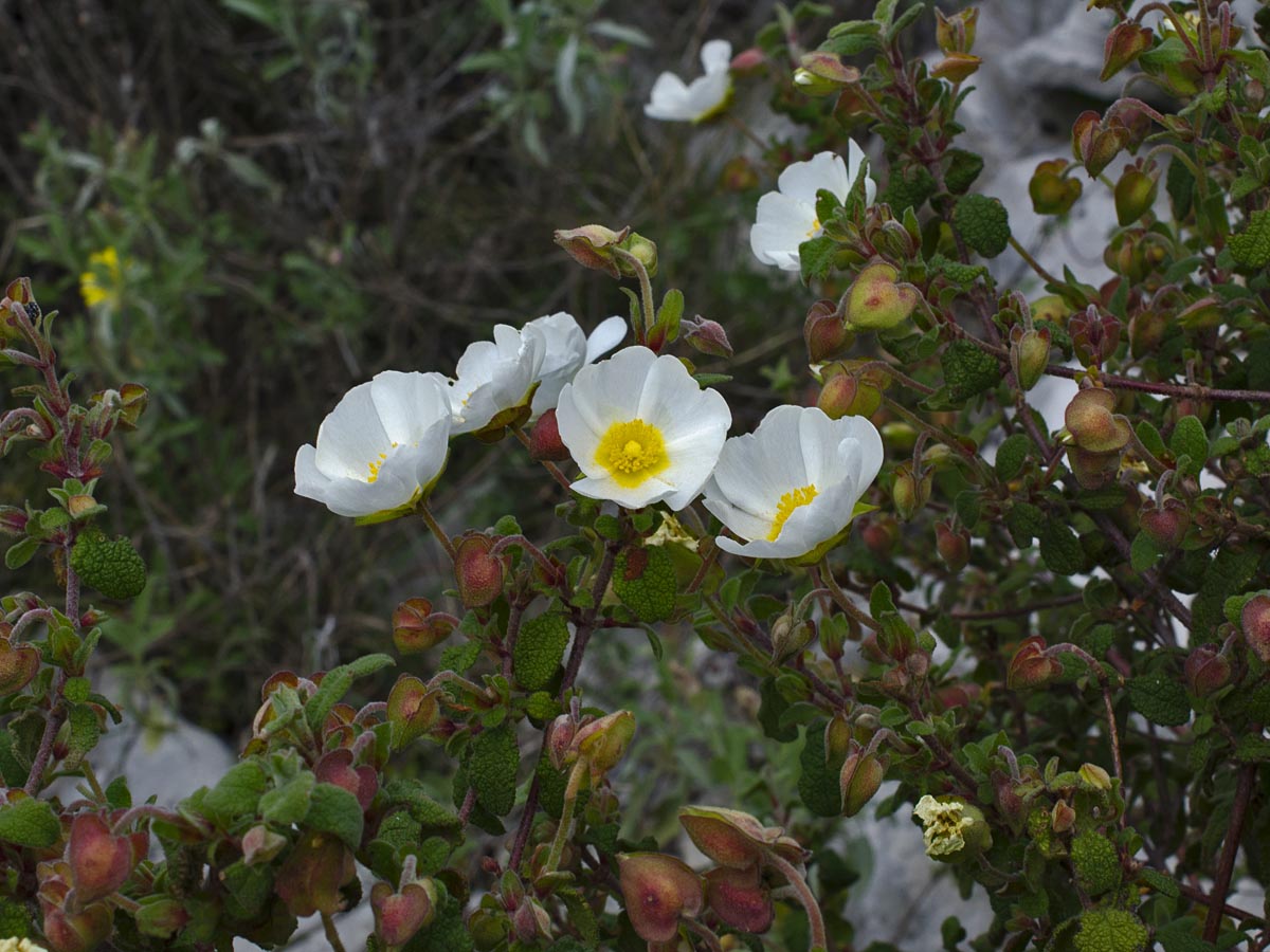 Cistus salviifolius