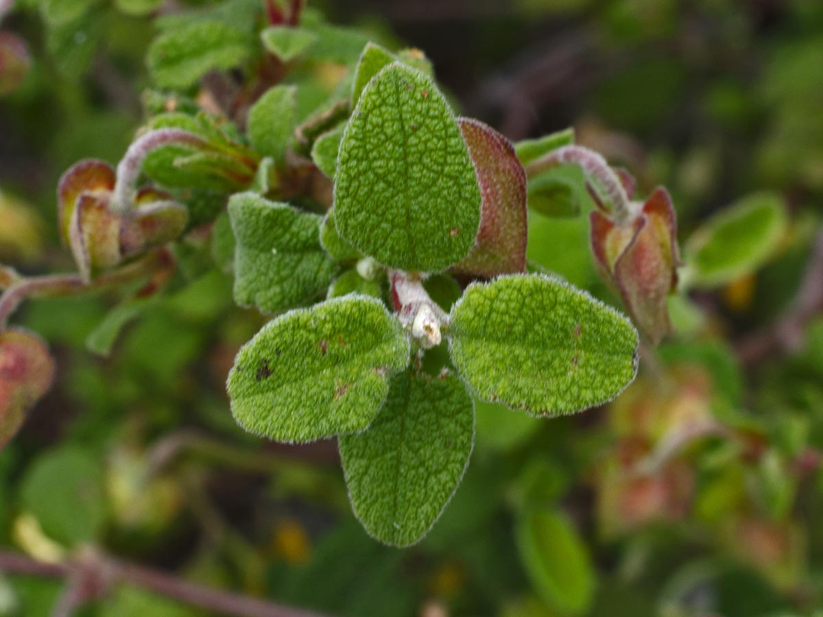 Cistus salviifolius