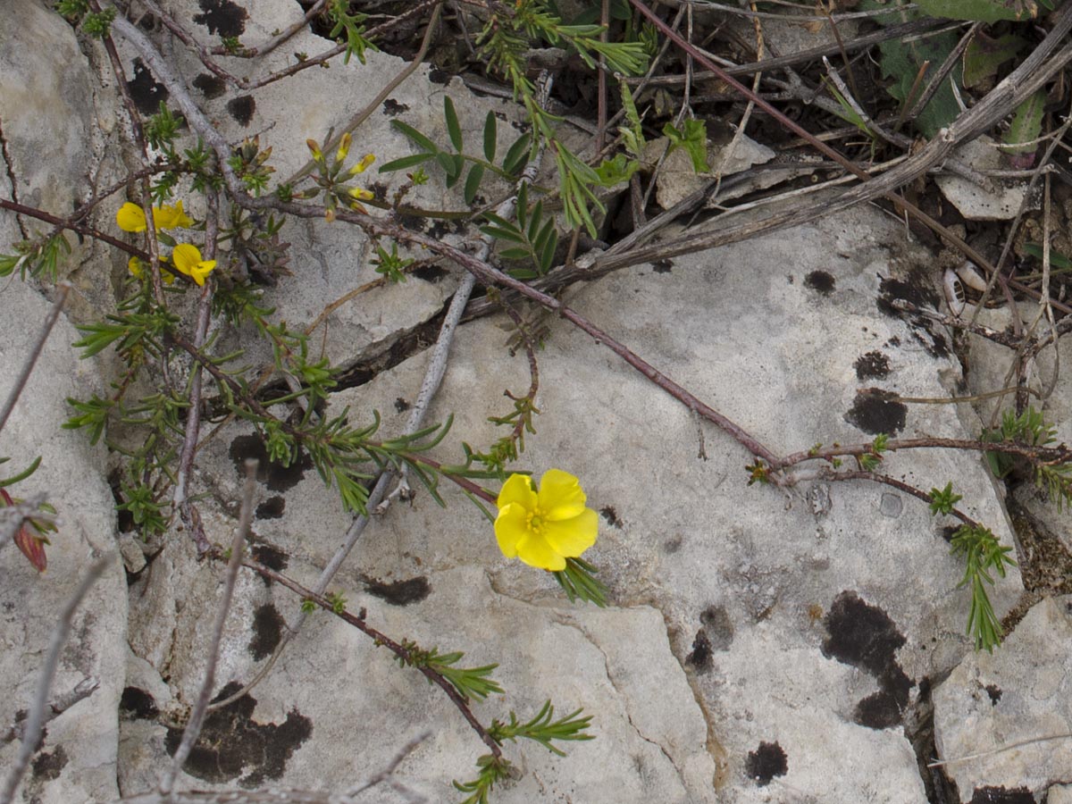Fumana procumbens