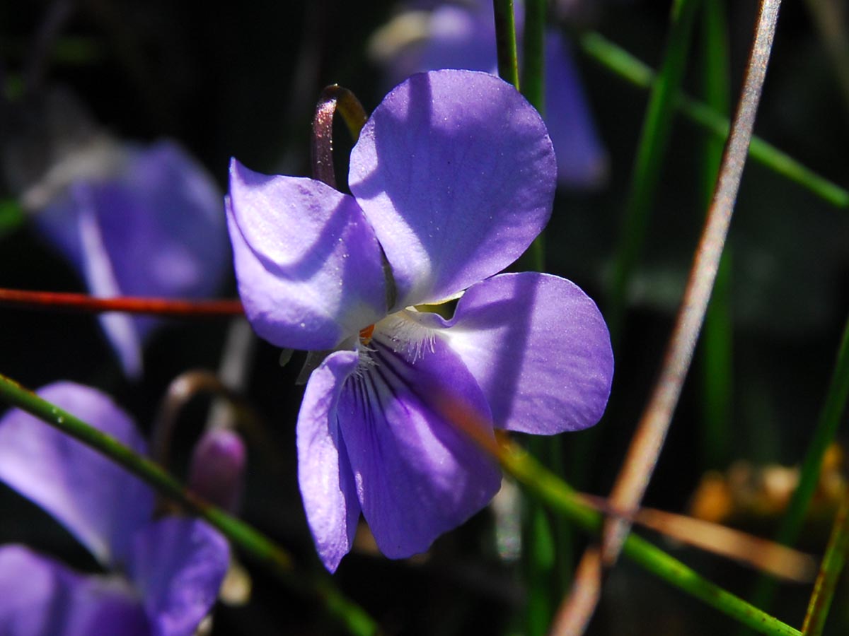 Blüte nah