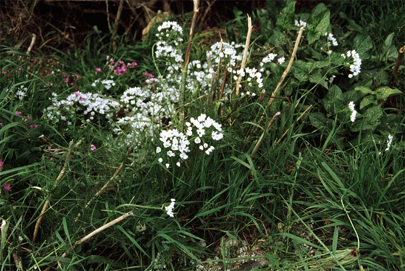 Allium neapolitanum