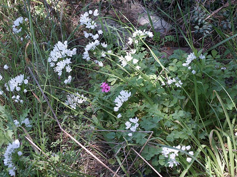 Allium neapolitanum