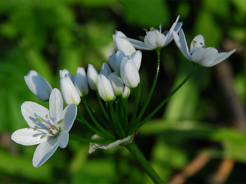 Allium neapolitanum