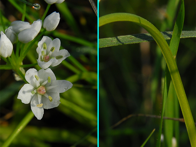 Allium neapolitanum