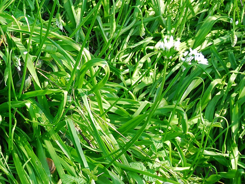 Allium neapolitanum