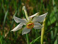 Amaryllidaceae