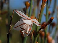 Xanthorrhoeaceae