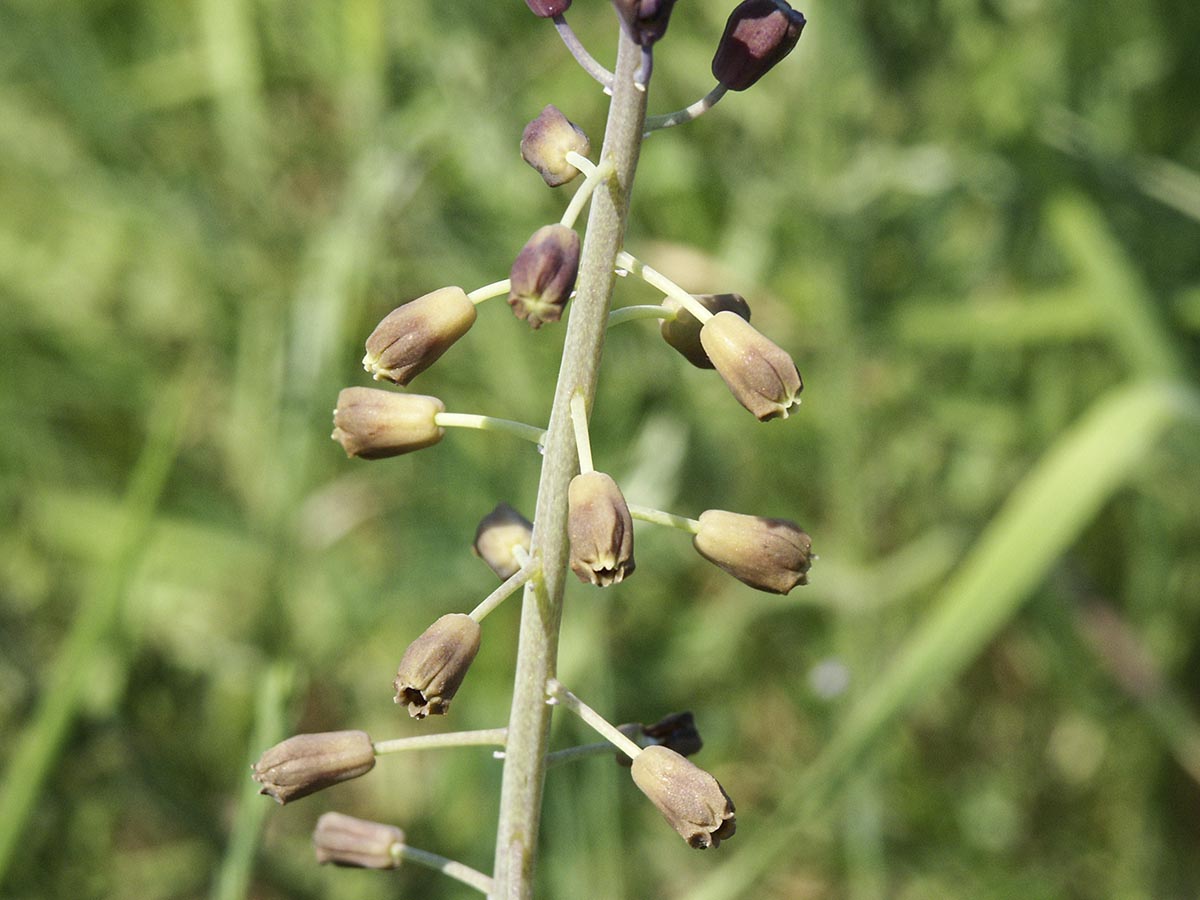 fruchtbare Blüten