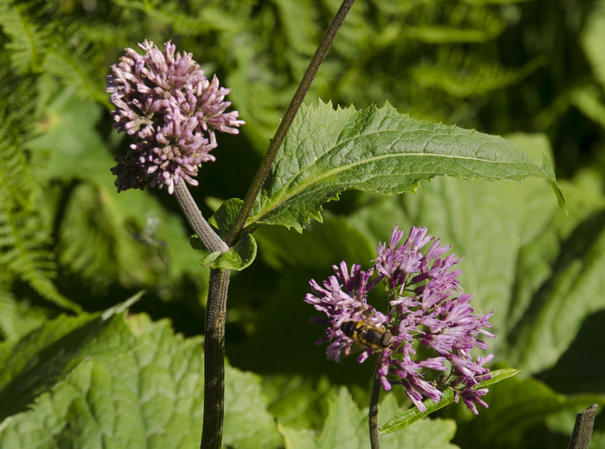 geöhrtes Blatt