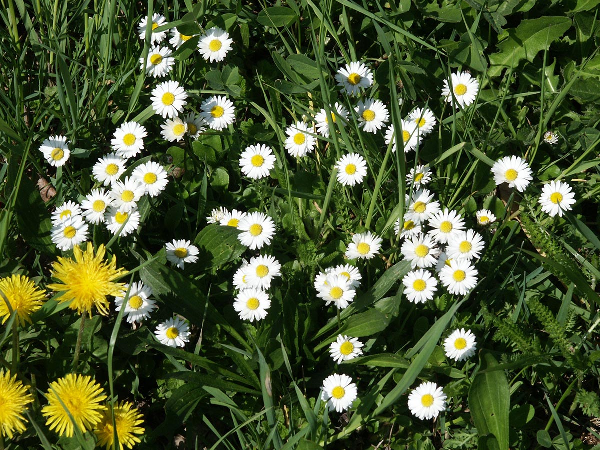 Bellis perennis