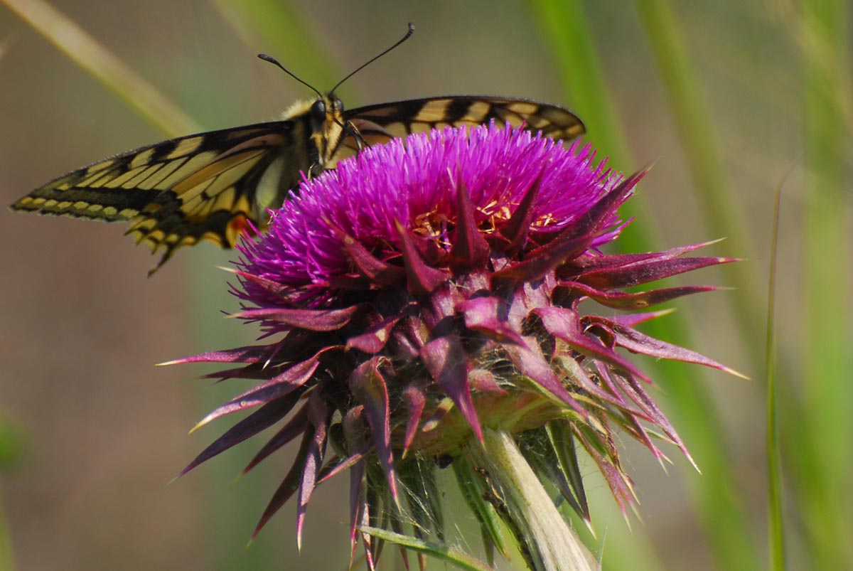 Blütenstand mit Schmetterling