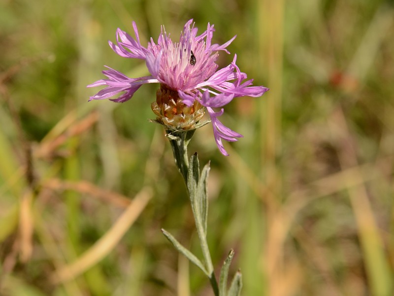 Centaurea jacea