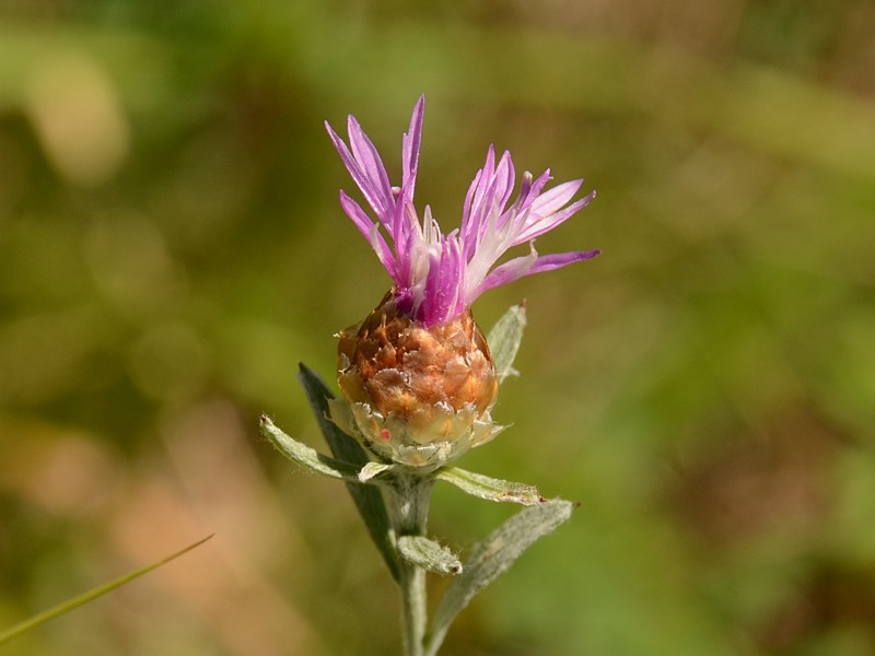 Centaurea jacea