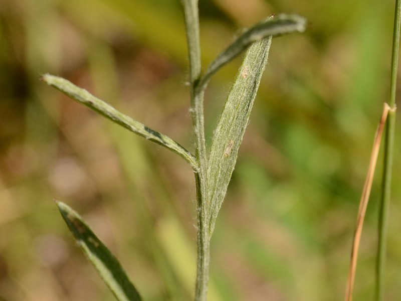 Centaurea jacea