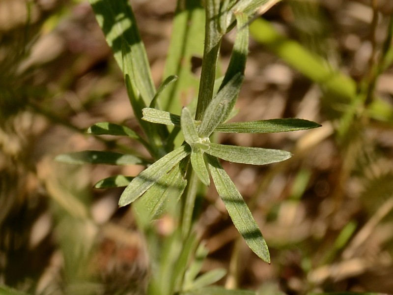 Centaurea jacea