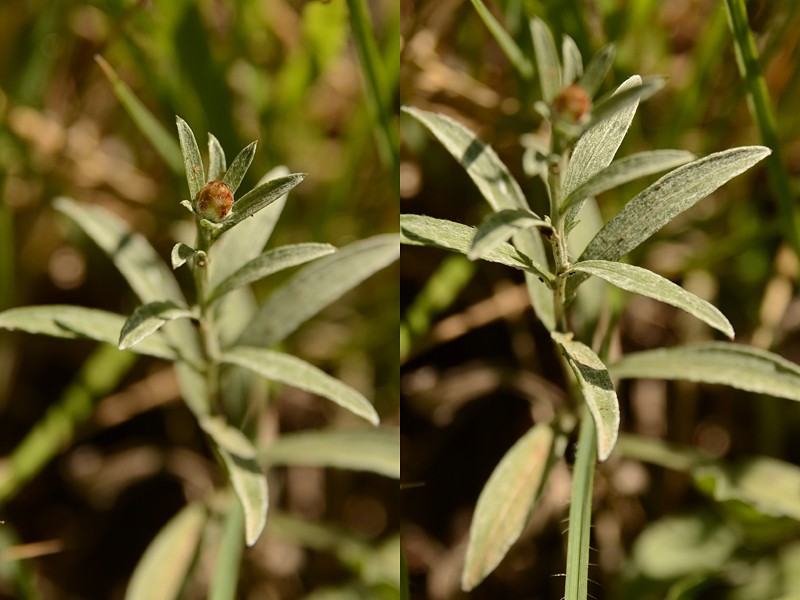 Centaurea jacea