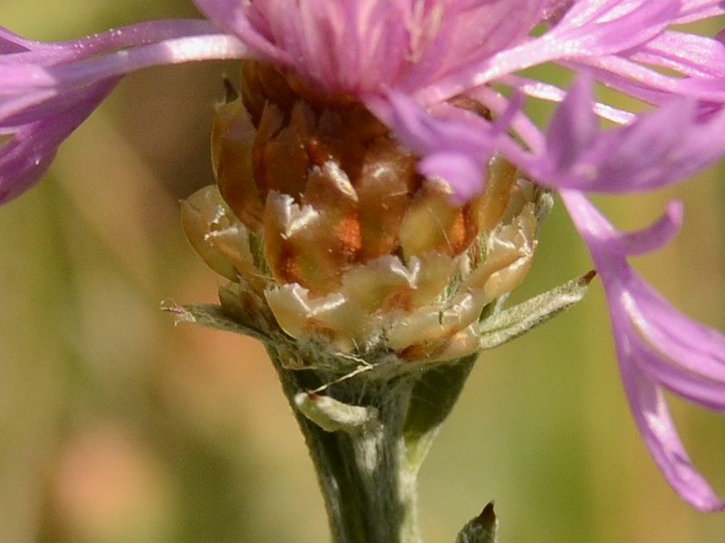 Centaurea jacea