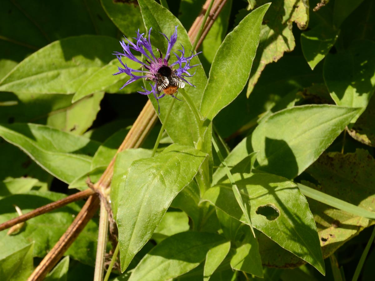 Bild: Mit Wiesen-Hummel