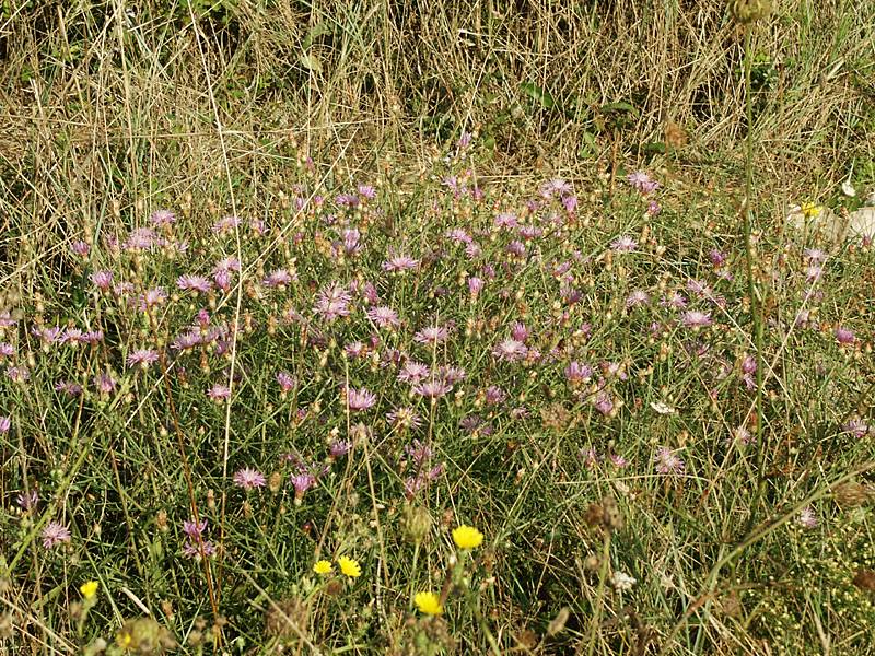 Centaurea