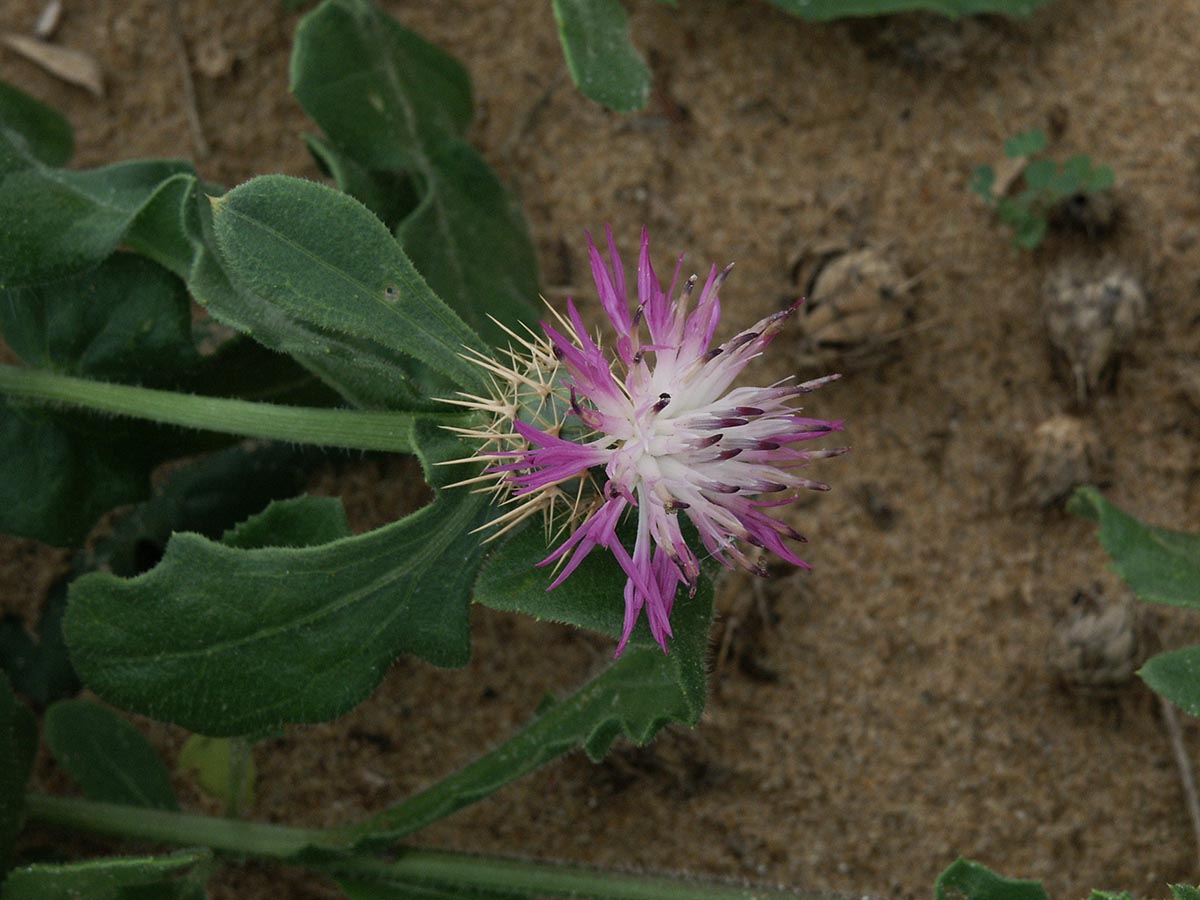 Centaurea sphaerocephala