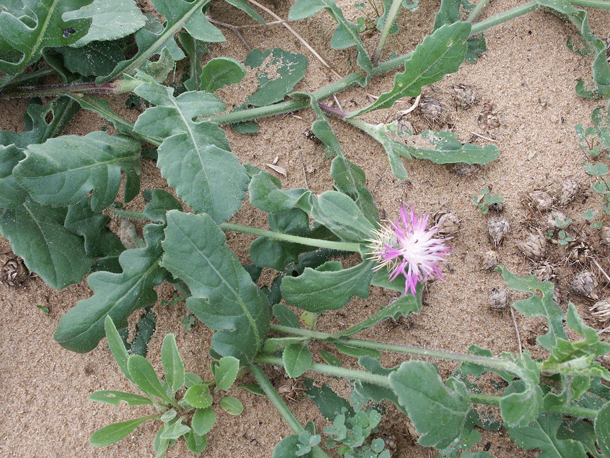 Centaurea sphaerocephala