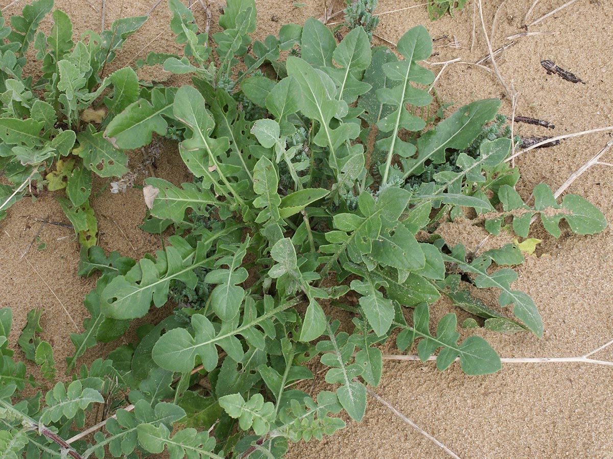 Centaurea sphaerocephala