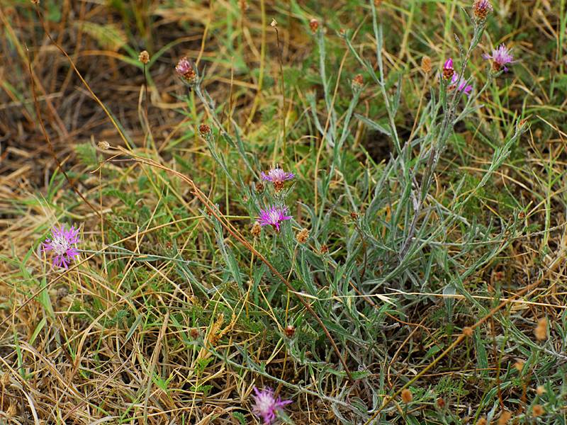 Centaurea weldeniana