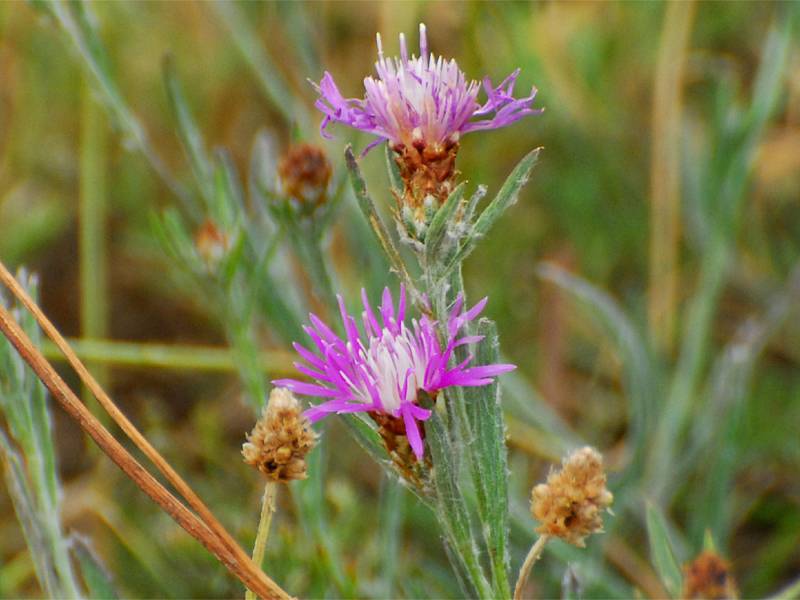 Centaurea weldeniana