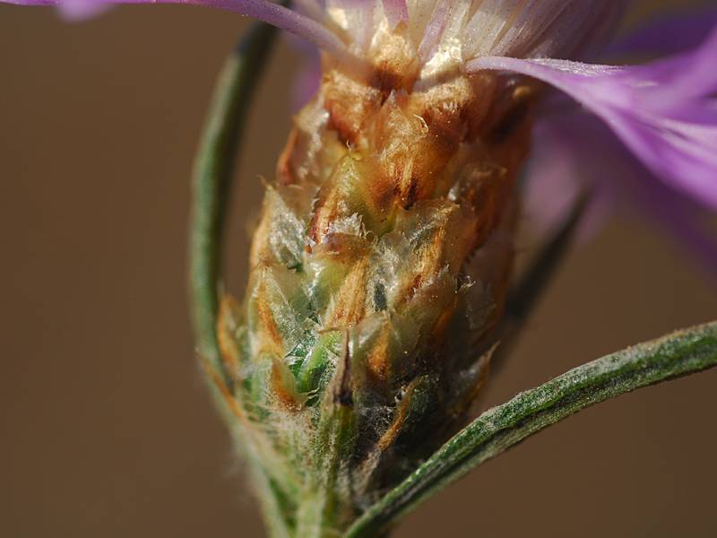 Centaurea weldeniana