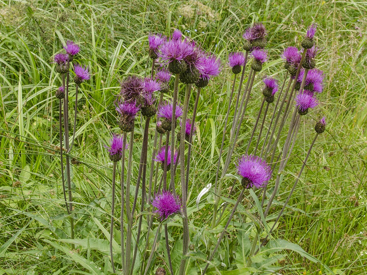 Cirsium heterophyllum
