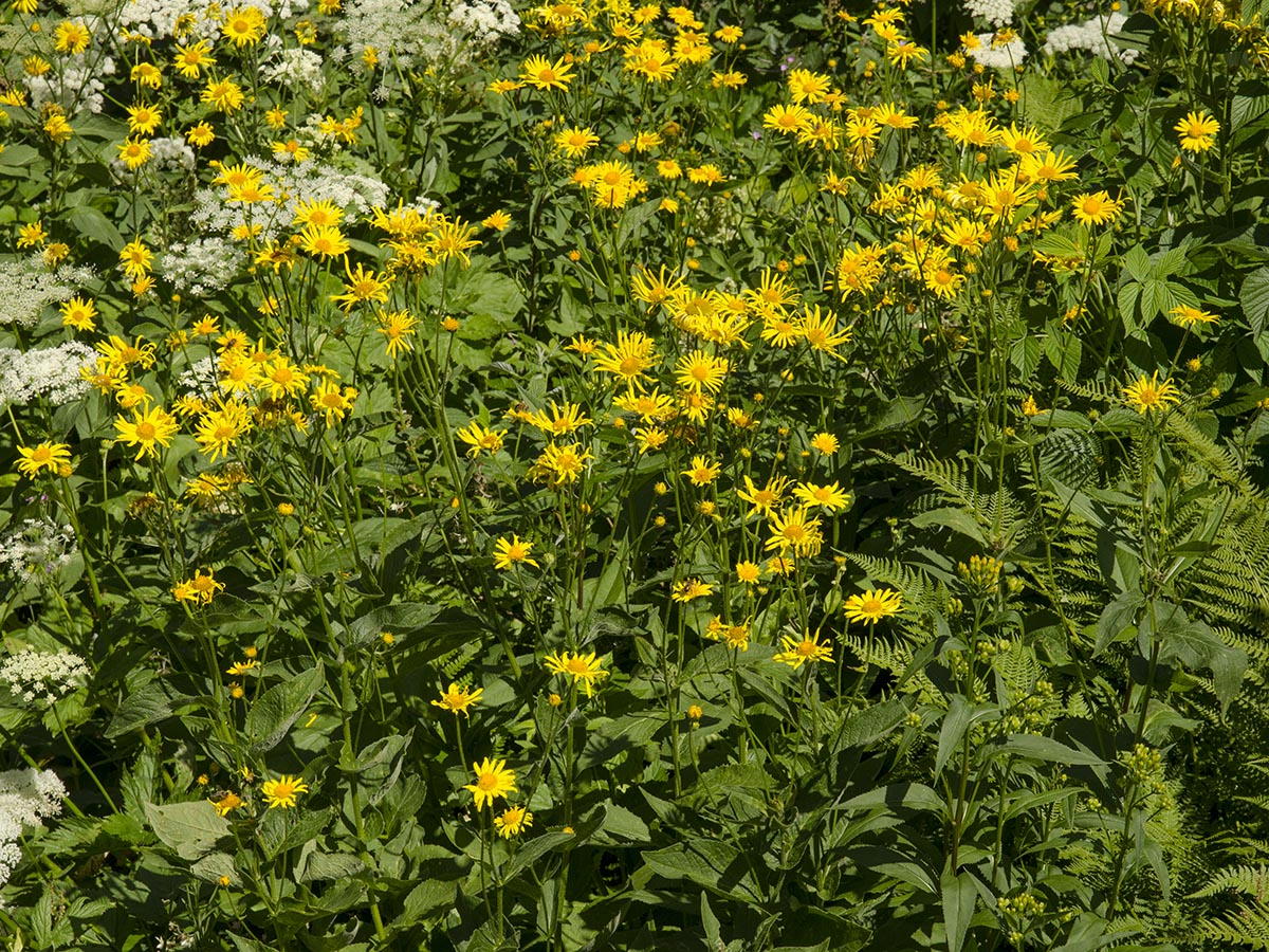 Doronicum austriacum