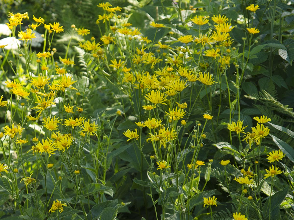 Doronicum austriacum