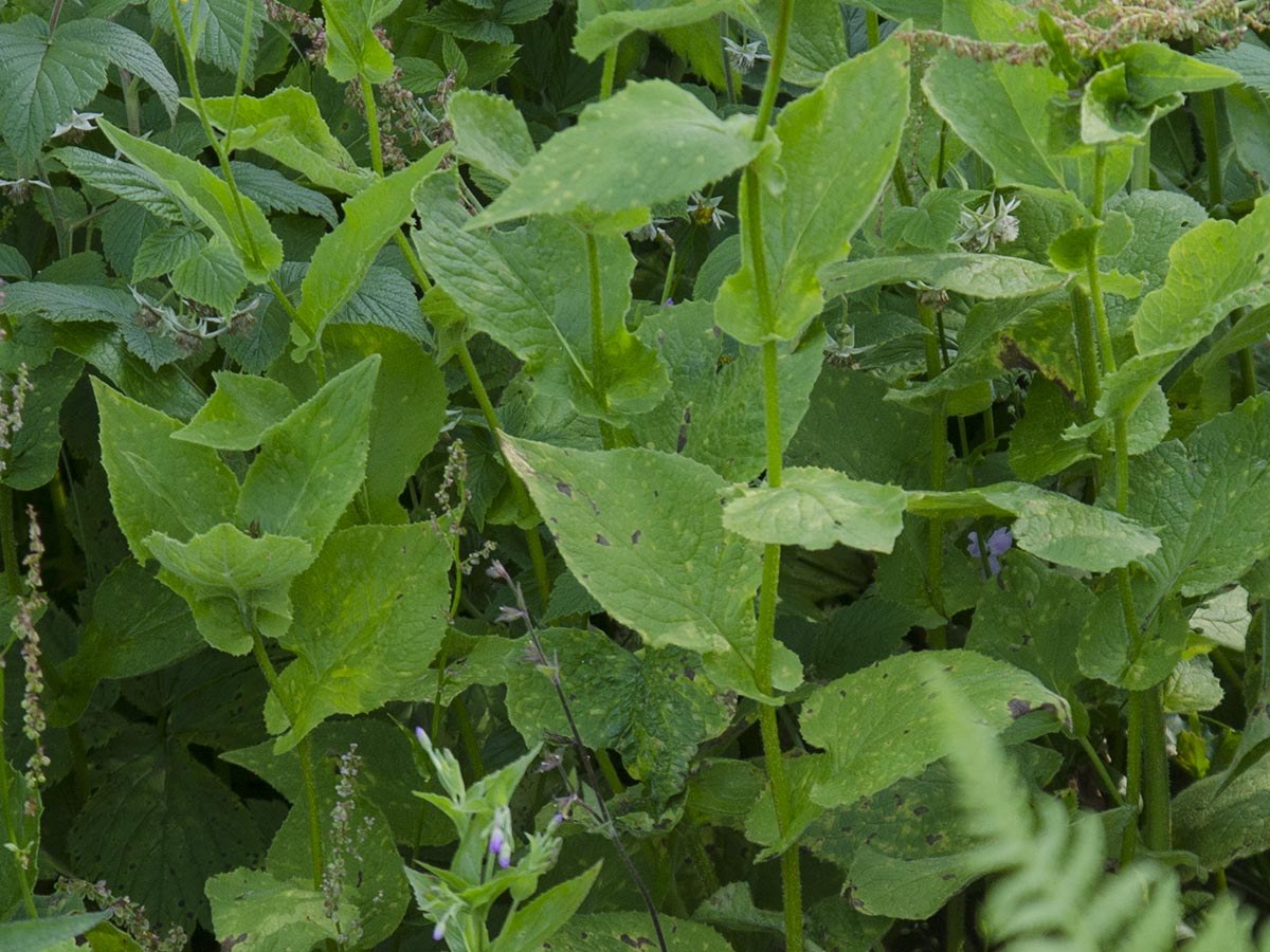 Doronicum austriacum