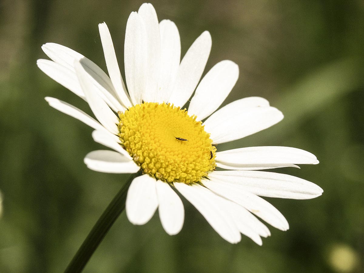 Leucanthemum vulgare