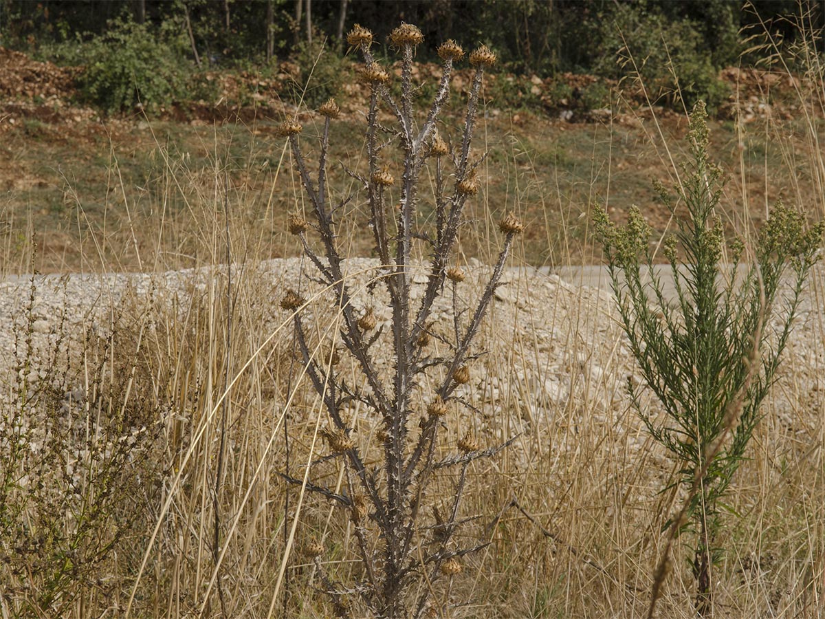 Bild: Habitus, vertrocknet