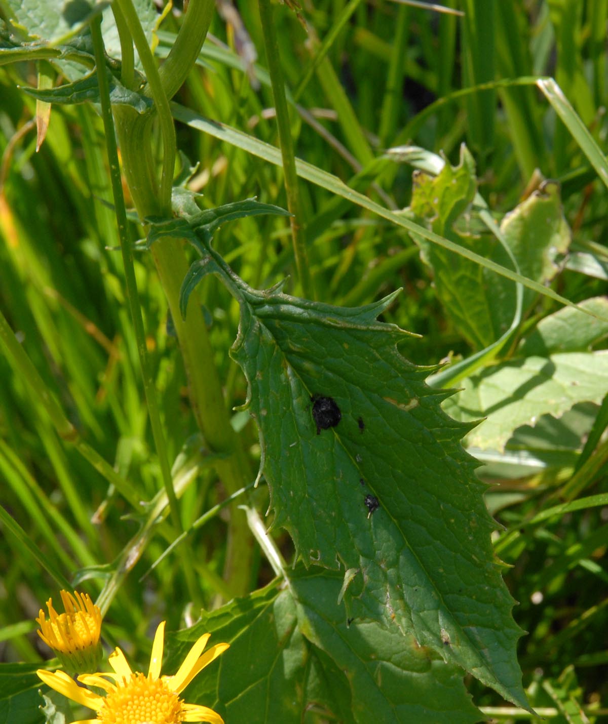 Bild: Blatt