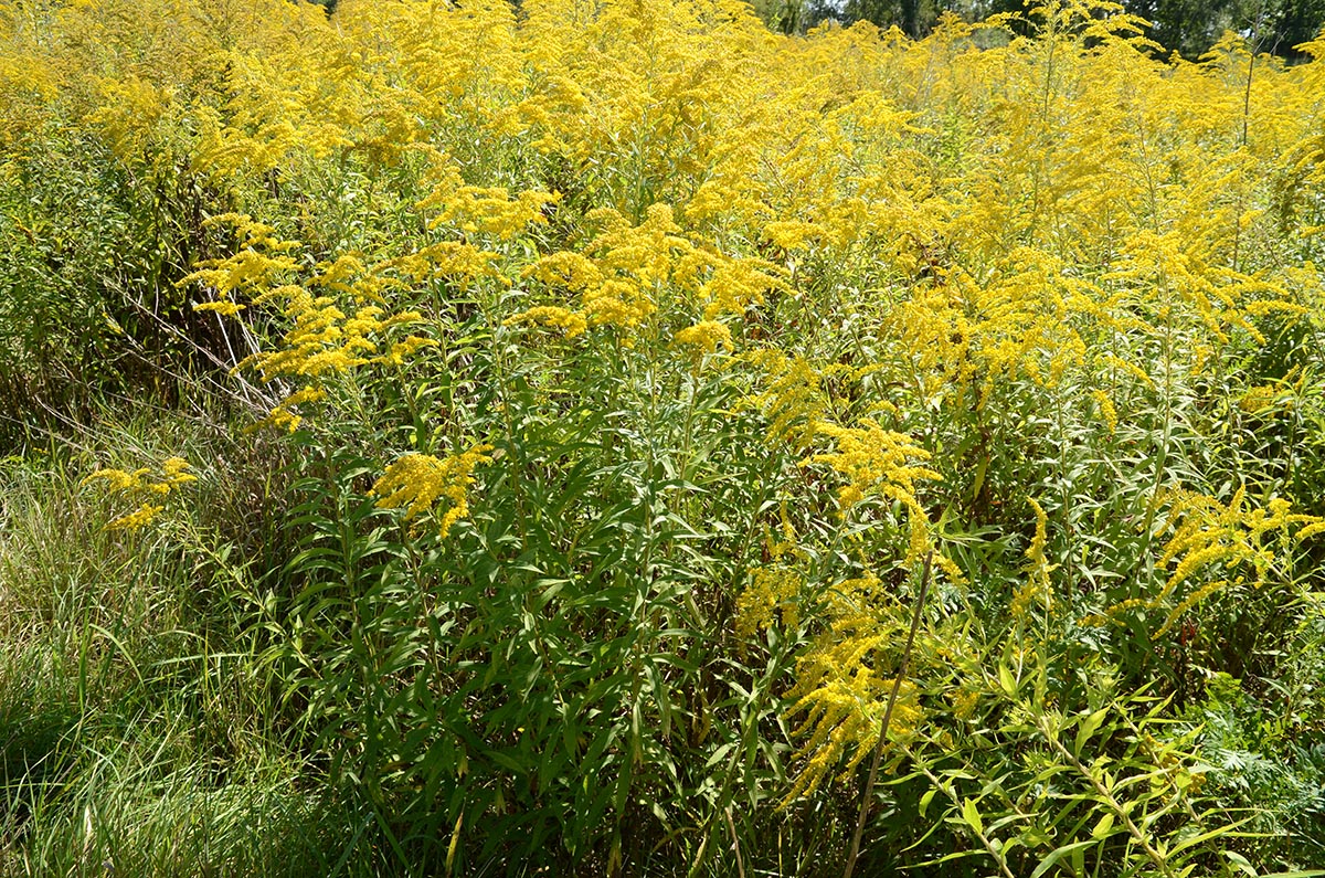 Solidago canadensis